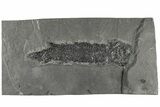 Devonian Lobe-Finned Fish (Osteolepis) - Scotland #206428-1